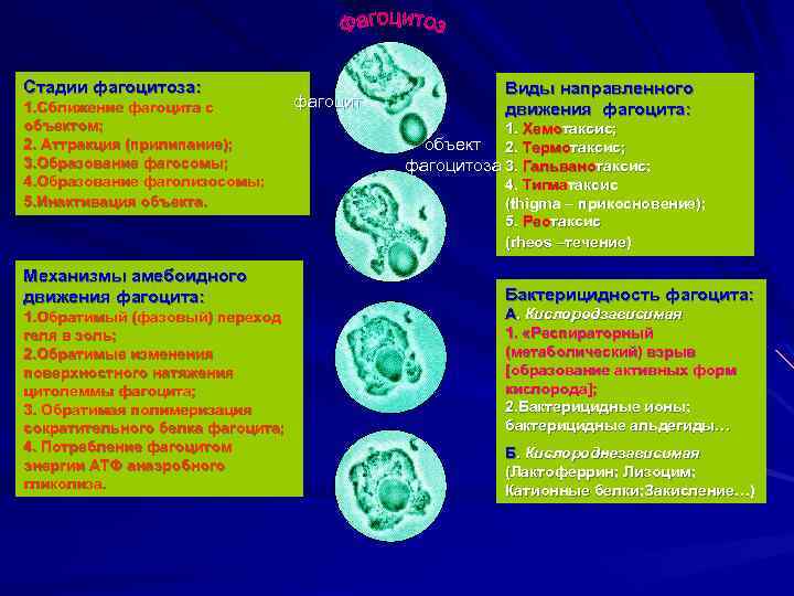 Стадии фагоцитоза: 1. Сближение фагоцита с объектом; 2. Аттракция (прилипание); 3. Образование фагосомы; 4.