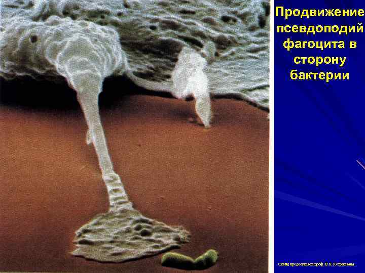 Продвижение псевдоподий фагоцита в сторону бактерии Слайд предоставлен проф. В. Б. Кошелевым 