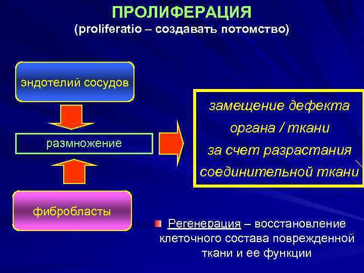 ПРОЛИФЕРАЦИЯ (proliferatio – создавать потомство) эндотелий сосудов замещение дефекта органа / ткани размножение за