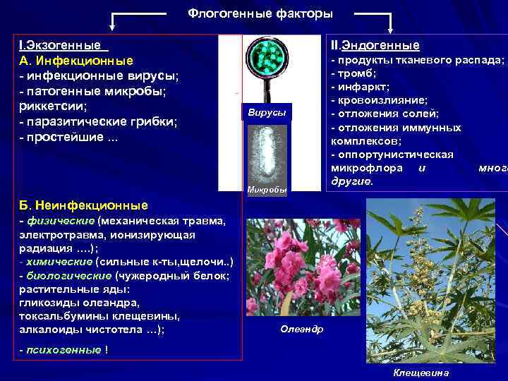 Флогогенные факторы I. Экзогенные А. Инфекционные - инфекционные вирусы; - патогенные микробы; риккетсии; -