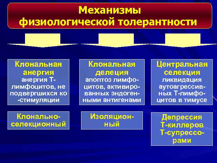 Механизмы физиологической толерантности Клональная анергия Тлимфоцитов, не подвергшихся ко -стимуляции Клональная делеция апоптоз лимфоцитов,