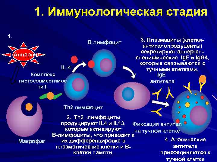 1. Иммунологическая стадия 1. B лимфоцит Аллерген IL-4 Комплекс гистосовместимос ти II 3. Плазмациты