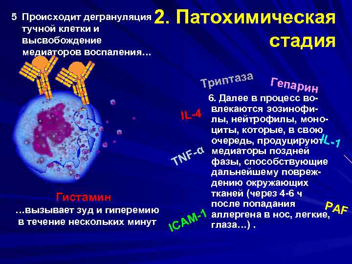 2. Патохимическая стадия 5. Происходит дегрануляция тучной клетки и высвобождение медиаторов воспаления… иптаза Tр