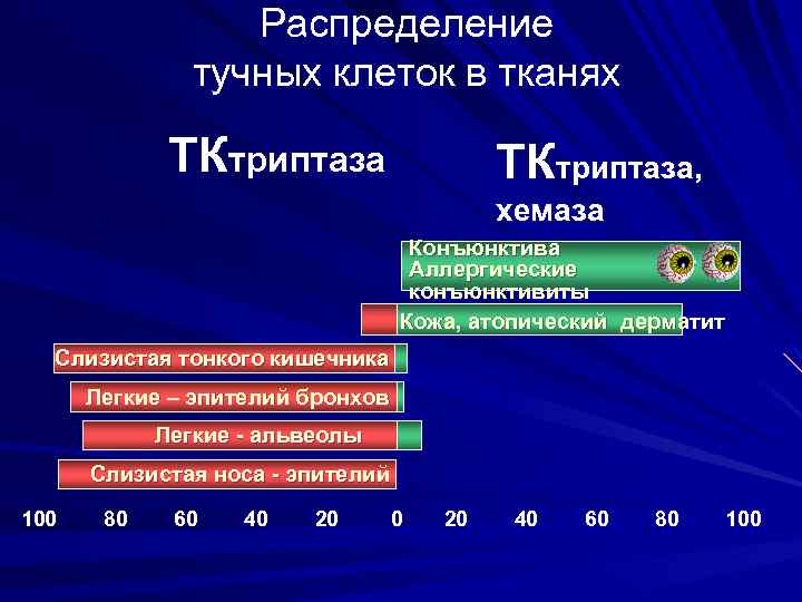  Распределение тучных клеток в тканях ТКтриптаза, хемаза Конъюнктива Аллергические конъюнктивиты Кожа, атопический дерматит