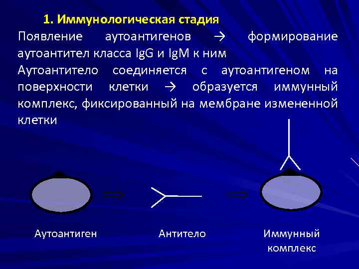 1. Иммунологическая стадия Появление аутоантигенов → формирование аутоантител класса Ig. G и Ig. M