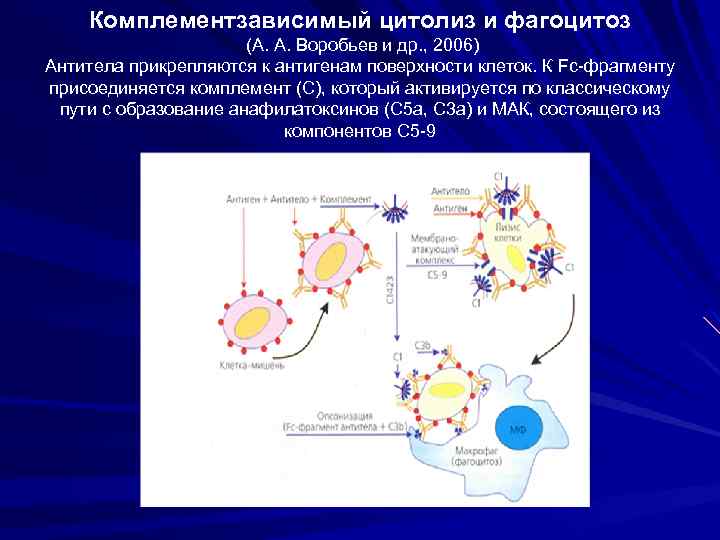 Комплементзависимый цитолиз и фагоцитоз (А. А. Воробьев и др. , 2006) Антитела прикрепляются к