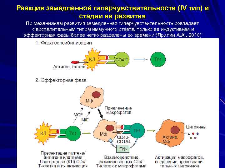 Реакция замедленной гиперчувствительности (IV тип) и стадии ее развития По механизмам развития замедленная гиперчувствительность