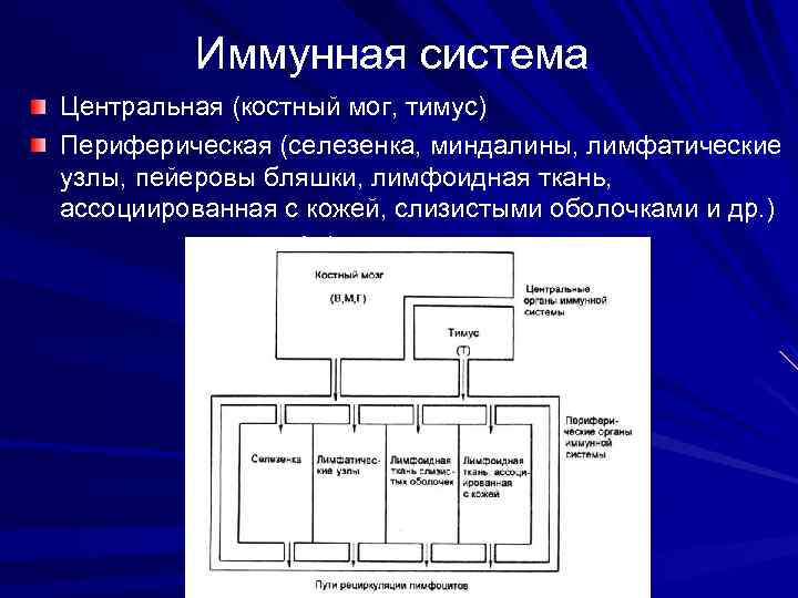 Иммунная система Центральная (костный мог, тимус) Периферическая (селезенка, миндалины, лимфатические узлы, пейеровы бляшки, лимфоидная