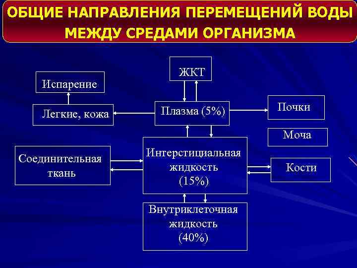 ОБЩИЕ НАПРАВЛЕНИЯ ПЕРЕМЕЩЕНИЙ ВОДЫ МЕЖДУ СРЕДАМИ ОРГАНИЗМА Испарение Легкие, кожа ЖКТ Плазма (5%) Почки