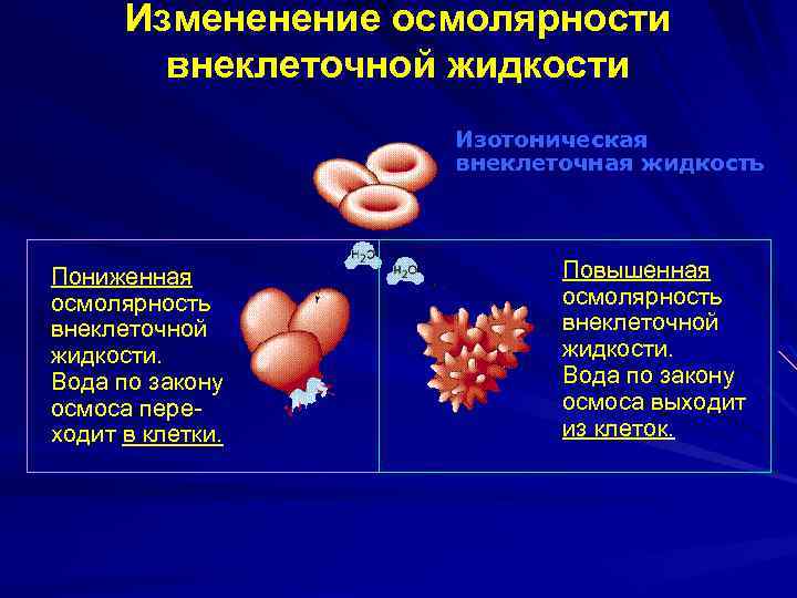 Измененение осмолярности внеклеточной жидкости Изотоническая внеклеточная жидкость Пониженная осмолярность внеклеточной жидкости. Вода по закону