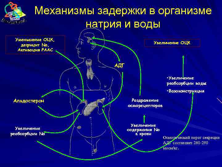 Механизмы задержки в организме натрия и воды Уменьшение ОЦК, дефицит Na, Активация РААС Увеличение