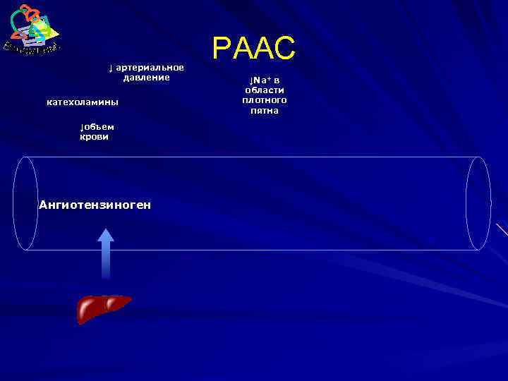 ↓ артериальное давление катехоламины ↓объем крови Ангиотензиноген РААС ↓Na+ в области плотного пятна 