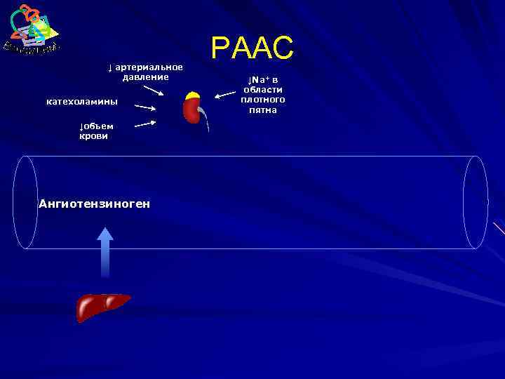 ↓ артериальное давление катехоламины ↓объем крови Ангиотензиноген РААС ↓Na+ в области плотного пятна 