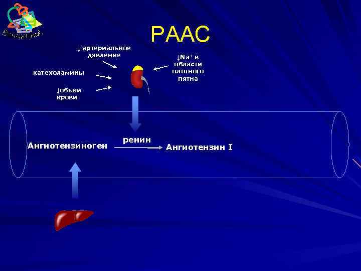 ↓ артериальное давление РААС катехоламины ↓Na+ в области плотного пятна ↓объем крови Ангиотензиноген ренин