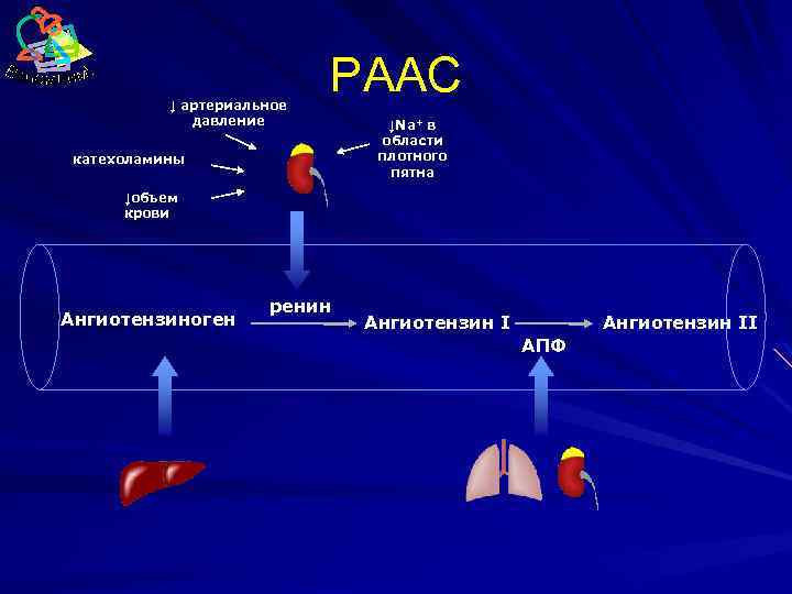 ↓ артериальное давление РААС катехоламины ↓Na+ в области плотного пятна ↓объем крови Ангиотензиноген ренин