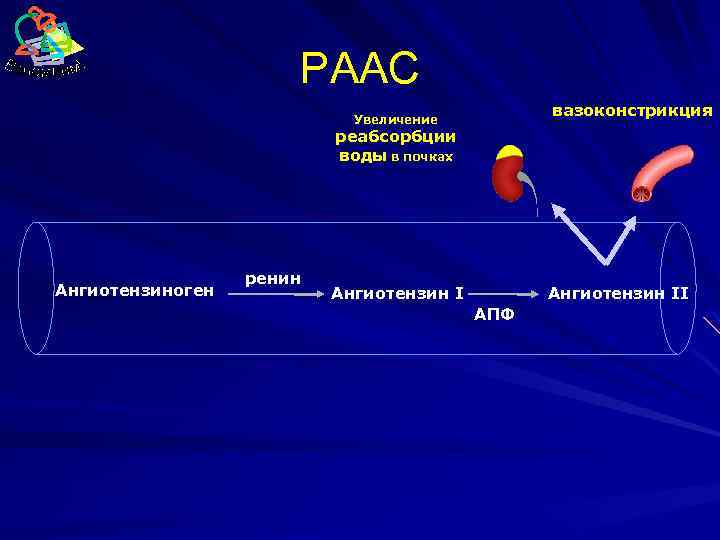 РААС вазоконстрикция Увеличение реабсорбции воды в почках Ангиотензиноген ренин Ангиотензин II АПФ 