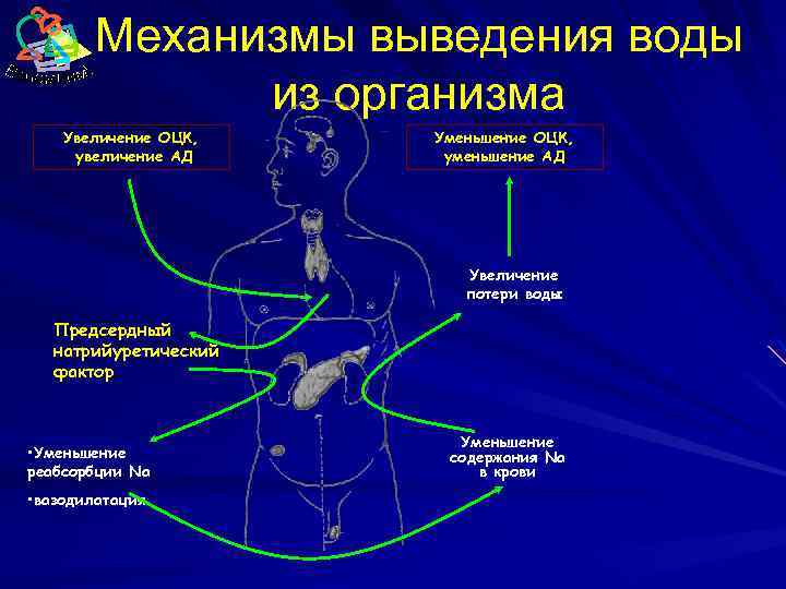 Механизмы выведения воды из организма Увеличение ОЦК, увеличение АД Уменьшение ОЦК, уменьшение АД Увеличение