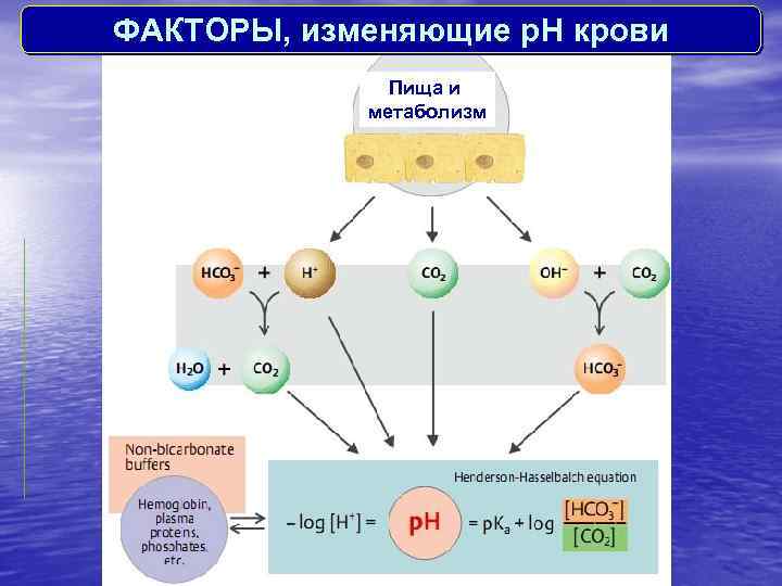 ФАКТОРЫ, изменяющие p. H крови Пища и метаболизм 