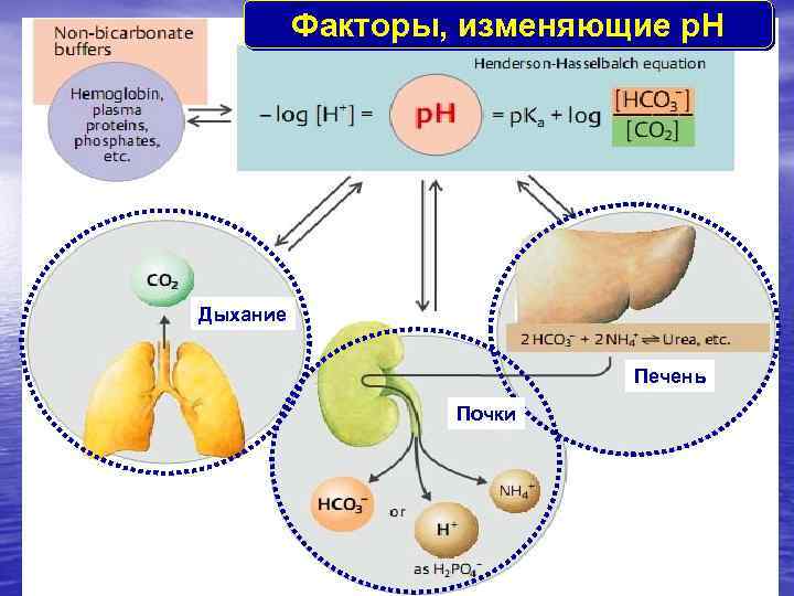 Факторы, изменяющие p. H Дыхание Печень Почки 