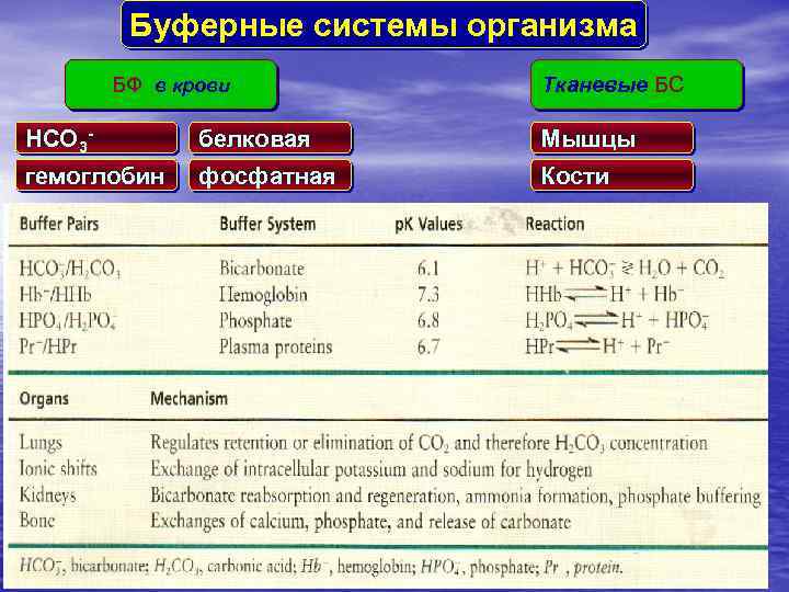 Буферные системы организма БФ в крови Tканевые БС HCO 3 - белковая Mышцы гемоглобин