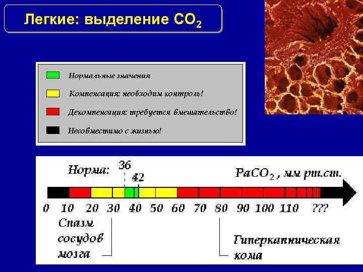 Легкие: выделение СО 2 