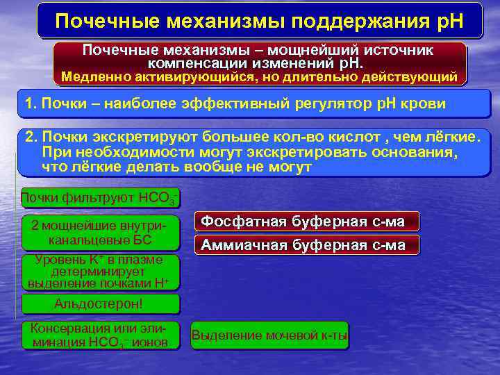 Почечные механизмы поддержания p. H Почечные механизмы – мощнейший источник компенсации изменений p. H.