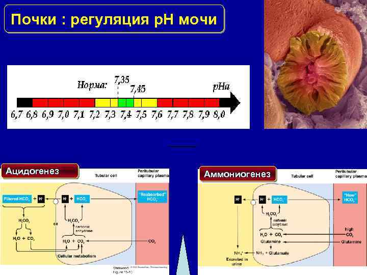 Почки : регуляция p. H мочи Ацидогенез Аммониогенез 