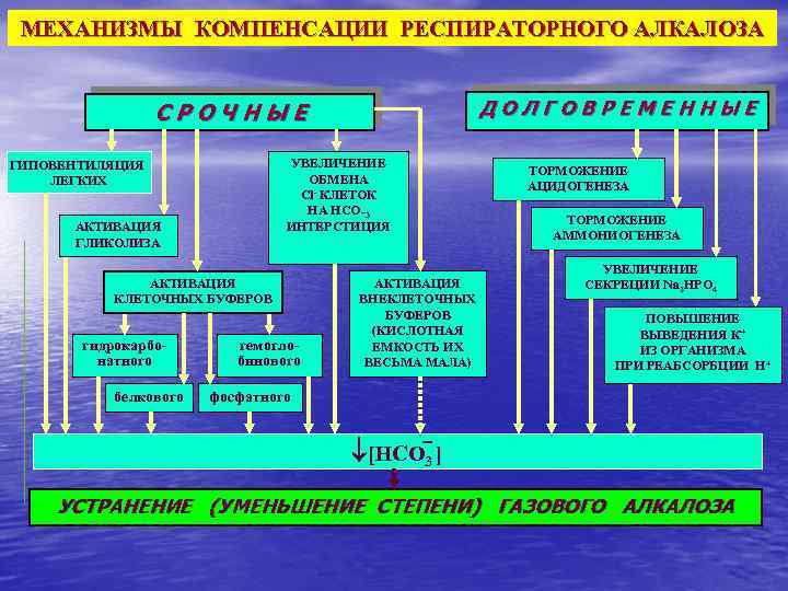 МЕХАНИЗМЫ КОМПЕНСАЦИИ РЕСПИРАТОРНОГО АЛКАЛОЗА ДОЛГОВРЕМЕННЫЕ СРОЧНЫЕ УВЕЛИЧЕНИЕ ОБМЕНА Cl- КЛЕТОК НА НСО_3 ИНТЕРСТИЦИЯ ГИПОВЕНТИЛЯЦИЯ