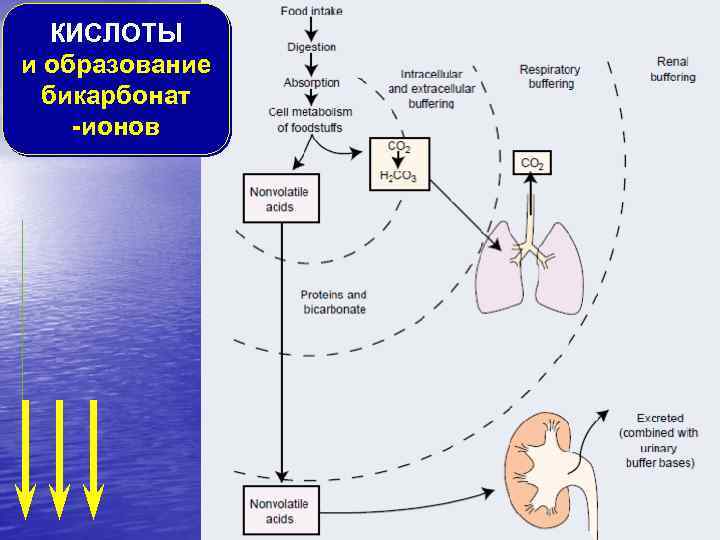 КИСЛОТЫ и образование бикарбонат -ионов 