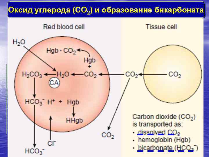 Оксид углерода (CО 2) и образование бикарбоната 