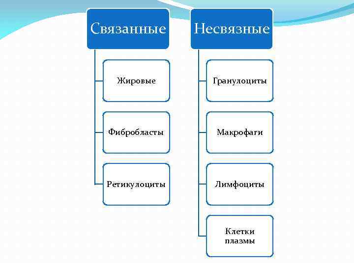 Связанные Несвязные Жировые Гранулоциты Фибробласты Макрофаги Ретикулоциты Лимфоциты Клетки плазмы 