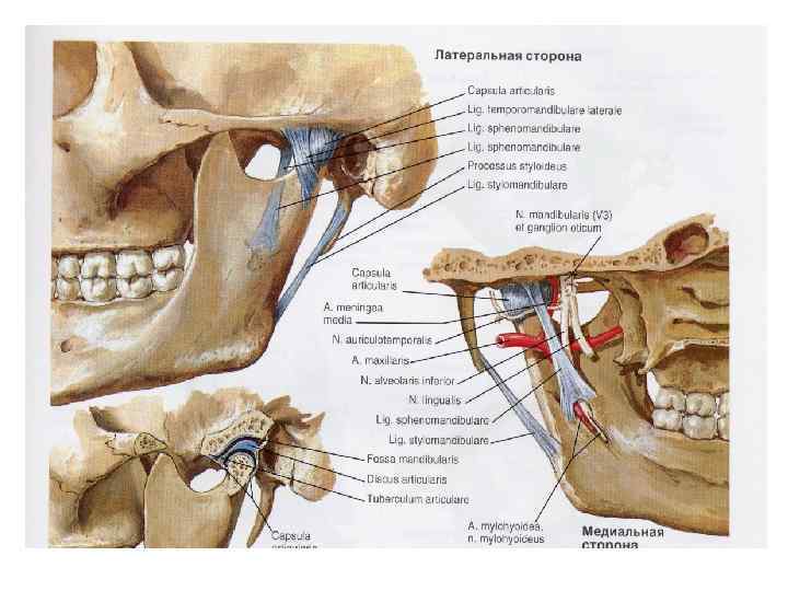 Анатомия внчс презентация