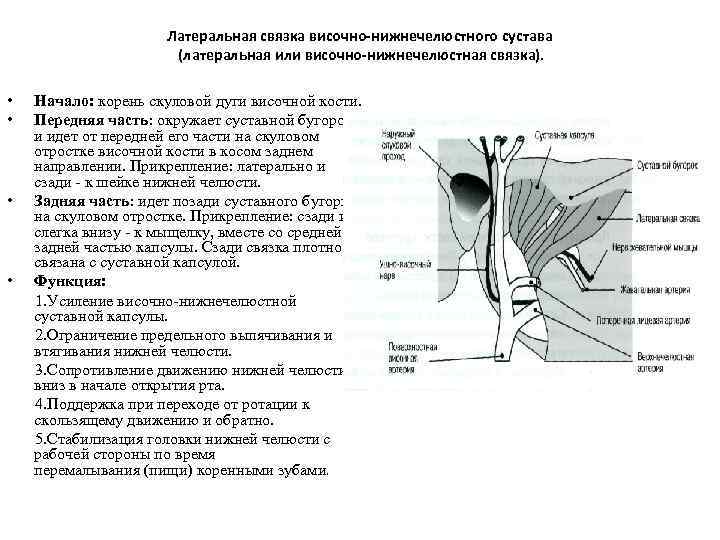 Связки височно нижнечелюстного сустава. Внутрикапсулярные связки височно-нижнечелюстного сустава. Височно нижнечелюстной сустав прикрепление связок. Латеральная связка височно-нижнечелюстного сустава. Строение височно-нижнечелюстной сустав, кровоснабжение, иннервация.