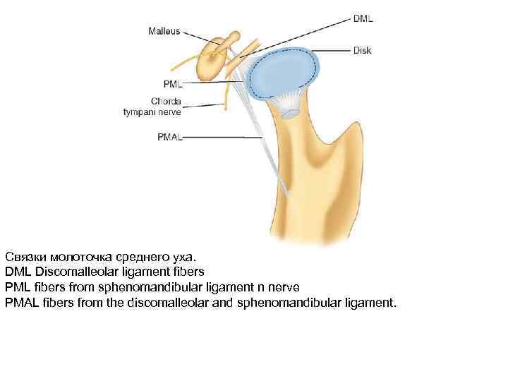 Связки молоточка среднего уха. DML Discomalleolar ligament fibers PML fibers from sphenomandibular ligament n