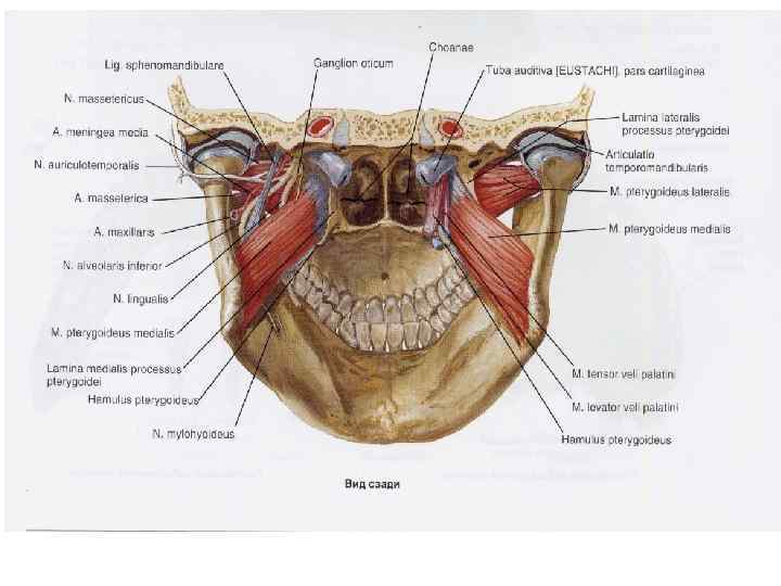 Нижнечелюстная ямка. Мышцы височно-нижнечелюстного сустава анатомия. Нижнечелюстная ямка анатомия. Кровоснабжение височно-нижнечелюстного сустава.