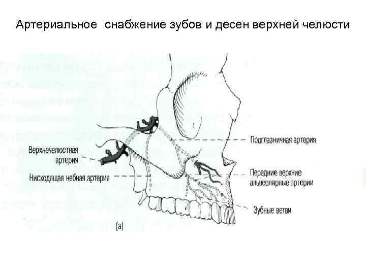 Артериальное снабжение зубов и десен верхней челюсти 