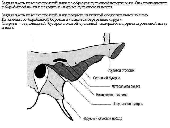 Нижнечелюстная ямка. Каменисто барабанная щель ВНЧС. Суставная поверхность нижнечелюстной ямки. Суставной суставная капсула нижнечелюстная ямка. Границы нижнечелюстной ямки.