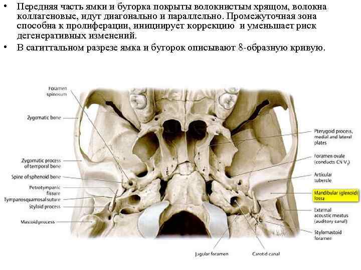 Подключичная ямка где находится фото