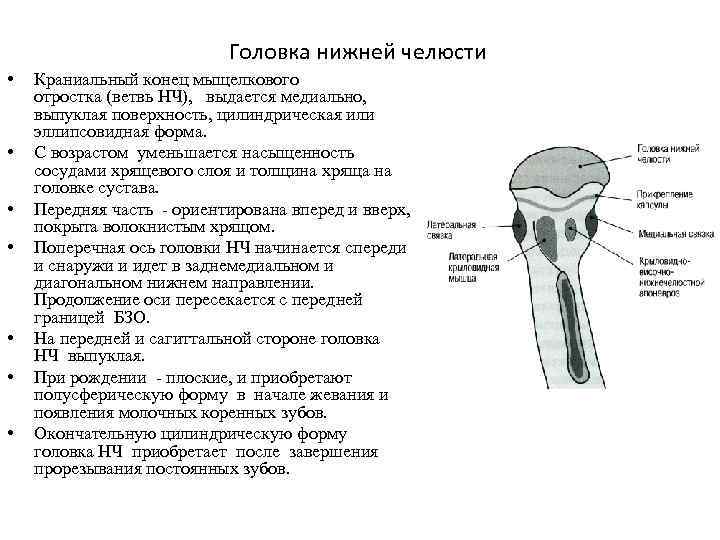 Мыщелковый сустав