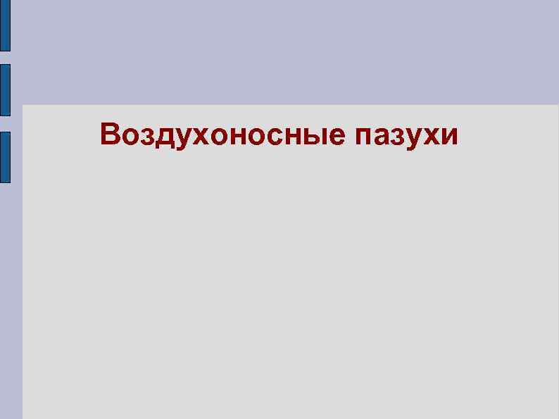 Воздухоносные пазухи 