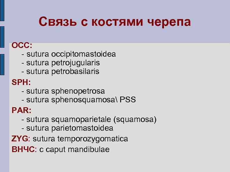 Связь с костями черепа ОСС: - sutura occipitomastoidea - sutura petrojugularis - sutura petrobasilaris