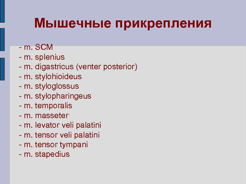 Мышечные прикрепления - m. SCM - m. splenius - m. digastricus (venter posterior) -