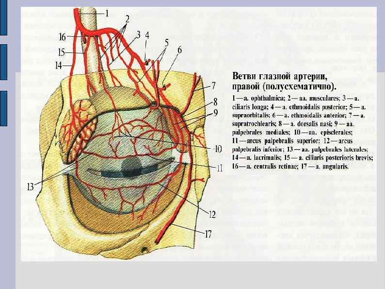 Глазная артерия схема