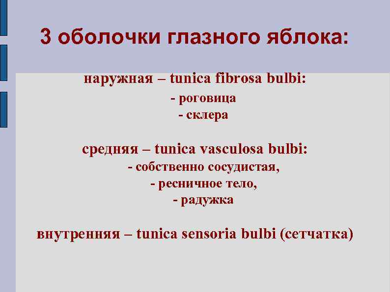 3 оболочки глазного яблока: наружная – tunica fibrosa bulbi: - роговица - склера cредняя