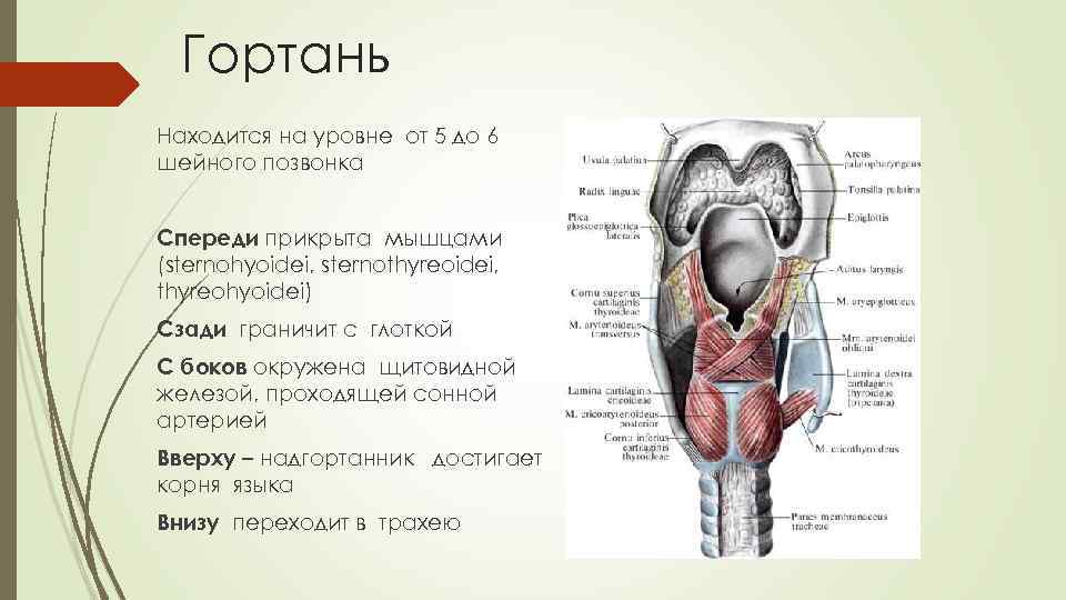 Гортань Находится на уровне от 5 до 6 шейного позвонка Спереди прикрыта мышцами (sternohyoidei,