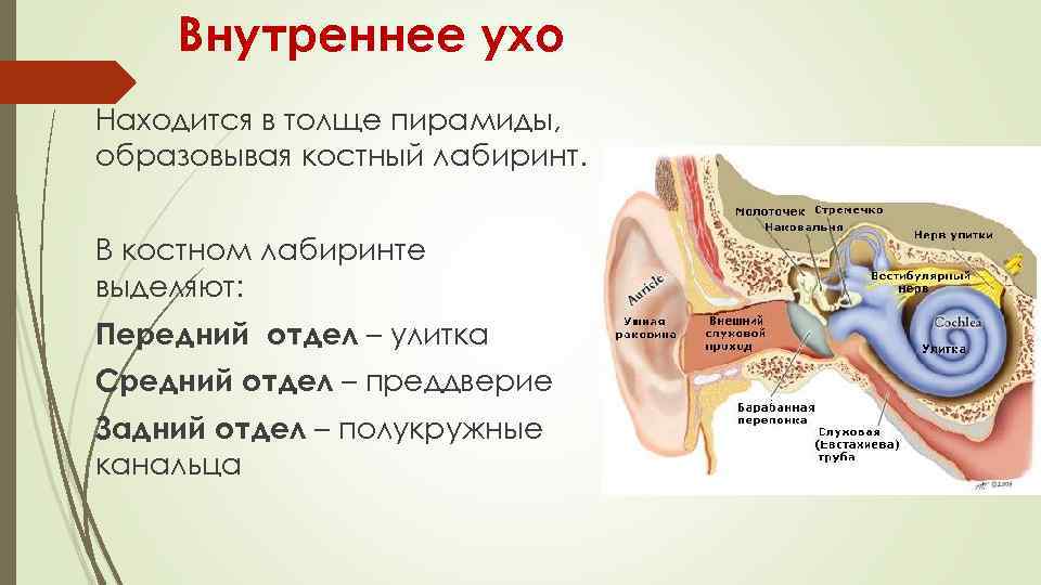 Улитка относится к органу. Строение внутреннего уха анатомия. Костный Лабиринт внутреннего уха (улитка). Строение уха костный Лабиринт. Внутренне строение улитки уха.