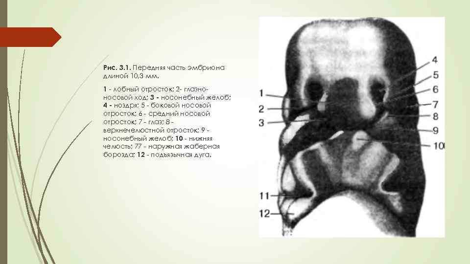 Рис. 3. 1. Передняя часть эмбриона длиной 10, 3 мм. 1 - лобный отросток;