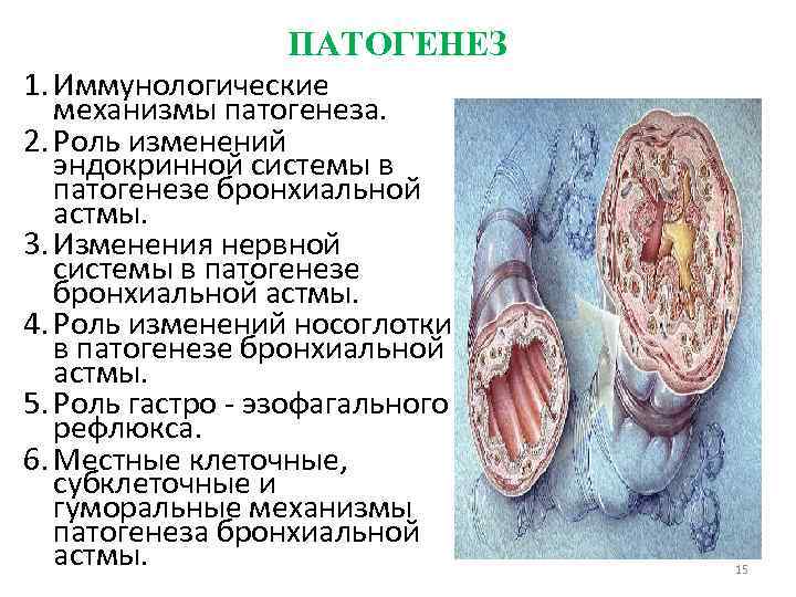 ПАТОГЕНЕЗ 1. Иммунологические механизмы патогенеза. 2. Роль изменений эндокринной системы в патогенезе бронхиальной астмы.