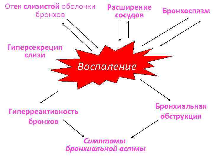 Отек слизистой оболочки бронхов Гиперсекреция слизи Расширение сосудов Бронхоспазм Воспаление Гиперреактивность бронхов Симптомы бронхиальной
