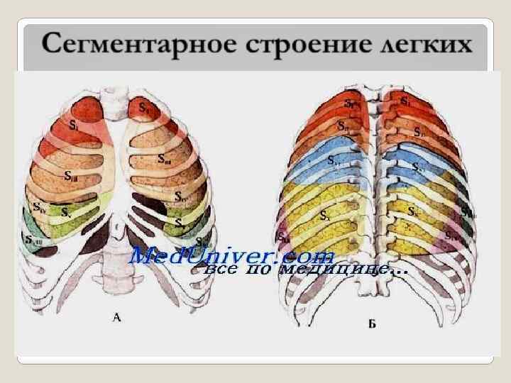 Сегментарное строение легких 